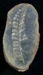Fern Fossil From Mazon Creek - Million Years Old #2151-1